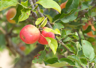 Close up of Red Baron apples ripening on the tree. Good for fresh eating with a storage life of 4 to 5 weeks. The tree is hardy and resistant to fire blight.