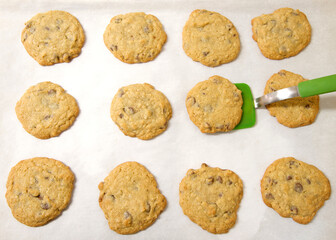 Rows of freshly baked oatmeal chocolate chip cookies on parchment paper, green silicone spatula lifting one cookie up off the baking sheet.