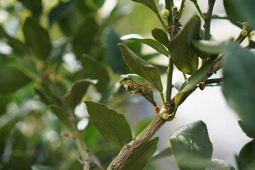 frog on the tree