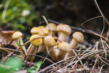 Wild honey fungus (Armillaria mellea) mushrooms in the forest. Selective focus. Shallow depth of field.