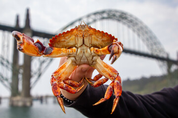 A freshly caught crab on the yaquina pier