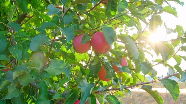 Red apple orchard in Isparta. 4K Footage in Turkey