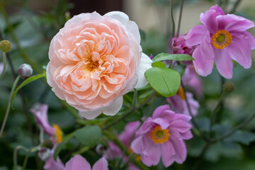 englische Rose Wildeve und Herbst-Anemonen im Garten Makro