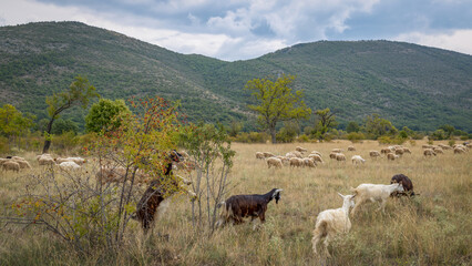 Troupeau de chèvres et de moutons en Italie