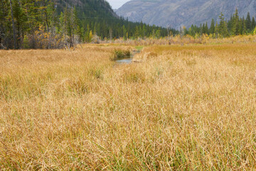 Autumn swamp on the background of the Altai Mountains. Beautiful autumn wallpaper.