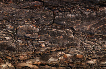 Wallpaper with a tree bark texture. Abstract natural background. Soft focus. Dark background with pine bark texture.