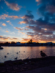 Fototapeta premium Silhouette of a duck by river Corrib at sunset. Stunning cloudy sky in the background. Beautiful nature scene. Galway city, Ireland.