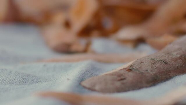 Details of pieces of sweet potato peel falling on the table in slow motion