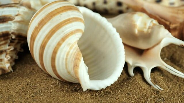 starfish and shells on the beach, vacation memories