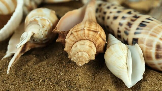 starfish and shells on the beach, vacation memories