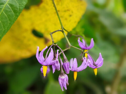 Solanum dulcamara flower in field, close up shoot