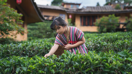 girl harvesting tea leaves.Tourists are happy on the landscape, where the nature.Asian workers plant green tea plantations on hillsides. child farmer