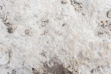 Prehistoric ammonite fossil print in stone, petrified shell.