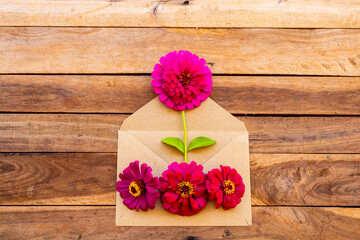 Obraz na płótnie Canvas colorful pink flowers zinnia elegans local flora of asia in envelope arrangement flat lay postcard style on background wooden 