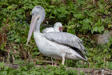 Fototapeta premium Pelicans (Latin: Pelecanidae) are a family of birds, which contains 8 species in the genus Pelecanus. Odense zoo, Denmark, Scandinavia, Europe