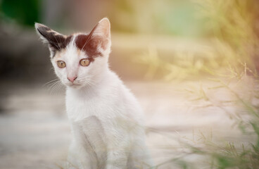 white Little Cat on the grass, kitten playing in morning