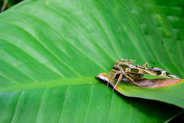 Daphnis nerii on green leaf