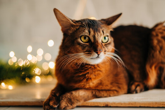 Beautiful red somali cat near the christmas home decoration with garland lights closeup image