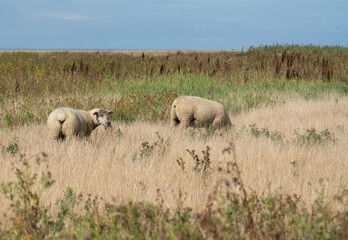 sheep in the field