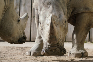 close up of two rhinos fighting