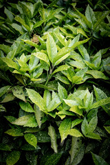 Green leaves pattern background, Natural background and wallpaper