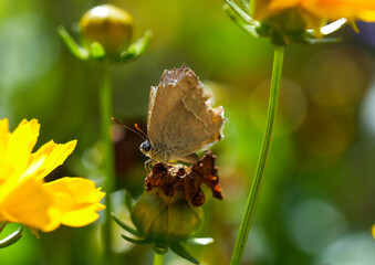  Purple hairstreak  in natural environment. Insect close-up. Favonius quercus. Butterfly on a flower.
