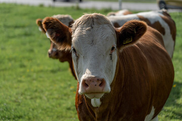 Kuh im Allgäu