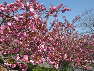 Cherry blossom trees in China