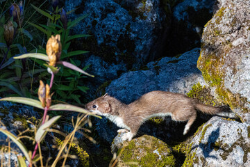 stoat in the forest