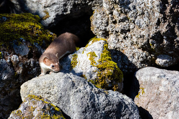 stoat in the mountains