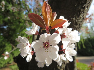 Cherry blossom trees in China