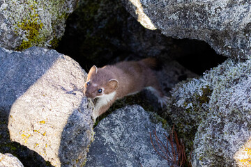 stoat on a rock