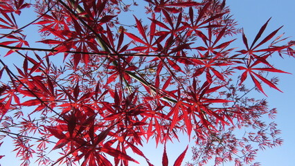 Japanese maple tree leaves in China