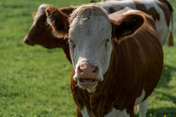 Kuh im Allgäu