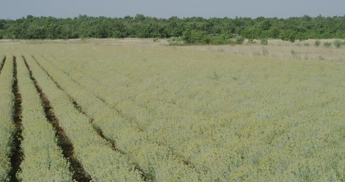 Immortelle field near Oklaj in Croatia