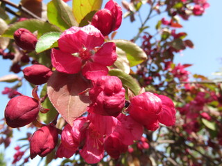 Cherry blossom trees in China
