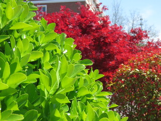 Japanese maple tree leaves in China