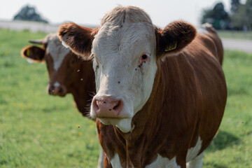 Kuh im Allgäu