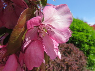 Cherry blossoms in China