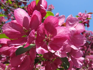 Cherry blossoms in China
