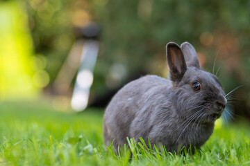 rabbit on the grass