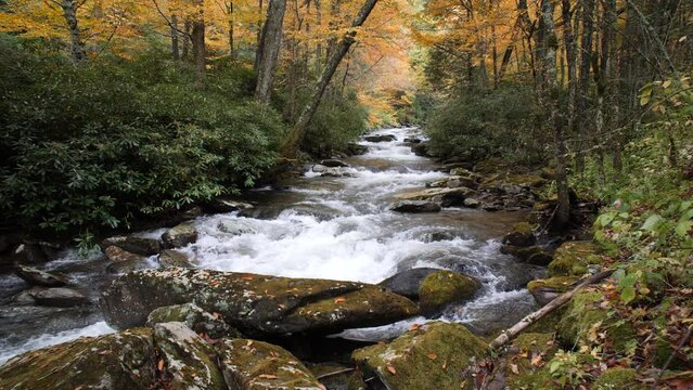 Yellow and green autumn river and rapids scene in Tennessee forest 