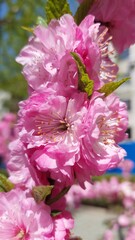 Cherry blossoms in China