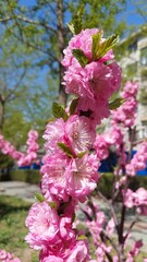 Cherry blossoms in China
