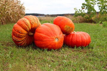   Rich autumn harvest: orange ripe pumpkins are harvested on the lawn against the background of the garden plot and the sky, close-up