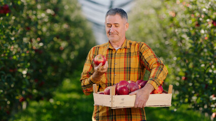 Excited mature man farmer in front of the camera in the middle of large apple orchard holding a wooden chest full of red ripe apples and arrange them