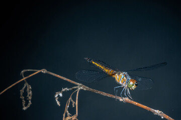 A dragonfly perched on a tree branch, dry wood and nature background, Selective focus, insect macro, Colorful insect in Thailand.