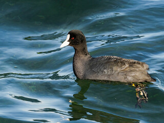 オオバン(Eurasian coot)