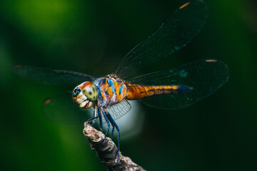 A dragonfly perched on a tree branch, dry wood and nature background, Selective focus, insect macro, Colorful insect in Thailand.