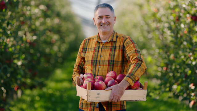 Charismatic Man Farmer In The Middle Of Apple Orchard Posing In Front Of The Camera While Holding The Wooden Chest Full Of Organic Ripe Apples